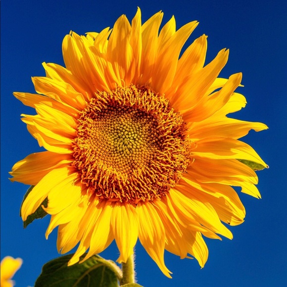 sunflower2553